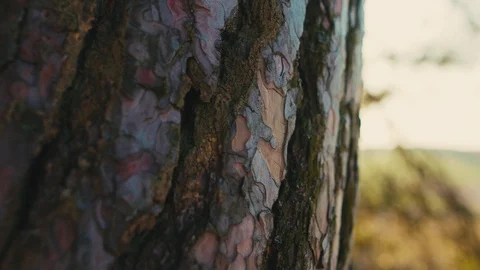 Close-up old pine tree trunk with brown bark in the forest. Sun breaks through 스톡 동영상 127968989