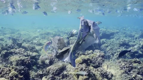 Close-up of the old plastic bag floats under the surface of the water Stock Footage 237938933