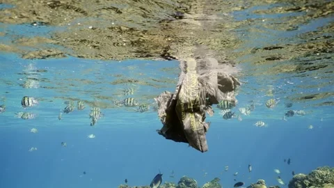 Close-up of the old plastic bag floats under the surface of the water Stock Footage 243981490