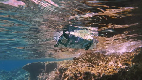 Close-up of old plastic packaging floats on surface of water along rocky shore Stock Footage 253304990