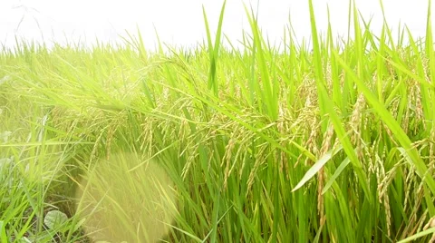 Close up old rice field ready for harvest. Stock Footage 54081323