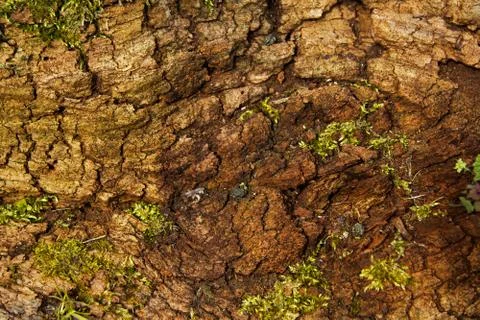 Close up of old rotten tree trunk Stock Photos