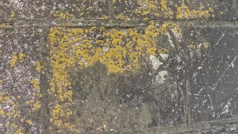Close-up of an old rustic stone wall covered in bright yellow lichens Stock Footage 335679066