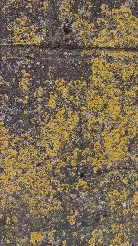 Close-up of an old rustic stone wall covered in bright yellow lichens Видео 335679768
