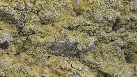 Close-up of an old rustic stone wall covered in bright yellow lichens Stock Footage 335829063