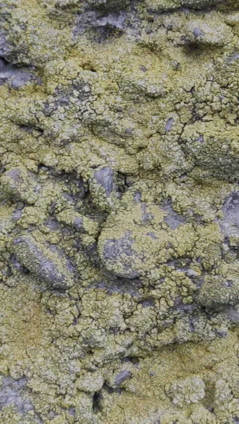 Close-up of an old rustic stone wall covered in bright yellow lichens Stock-Footage 335833642