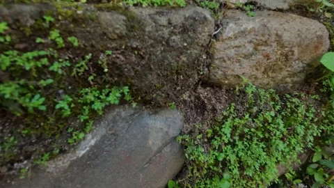 Close-Up of Old Rustic Stone Wall with Green Moss and Plants Stock Footage 337804861