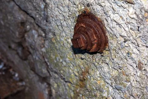 Close-up of an old rusty bolt in a stone wall. Foto stock