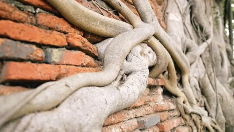 Close up of old Sacred Bodhi tree roots Growing Over Red Brick Wall in Wat Stock Footage 312662102