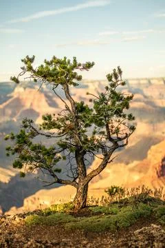 Close up of old small conifer on edge of grand canyon national park in colora Stock Photos