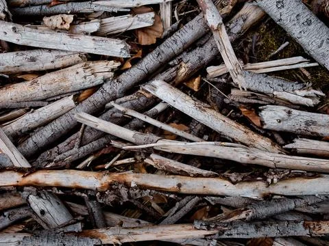 Close up of old small tree branches on the ground Фото