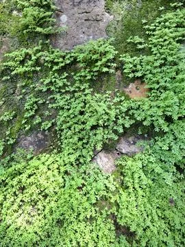 Close-up of an old stone wall covered with bright green moss and small ferns  Stock Photos