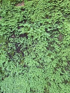 Close-up of an old stone wall covered with bright green moss and small ferns  Stock Photos