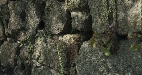 Close up old stone wall, with moving shadows cast by tree branches Stock Footage 130225778