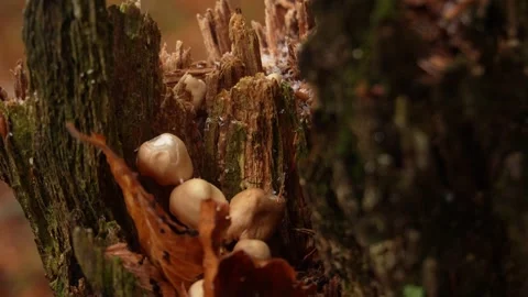 Close-up of an old stump adorned with mushrooms and dried leaves. Stock Footage 255664895