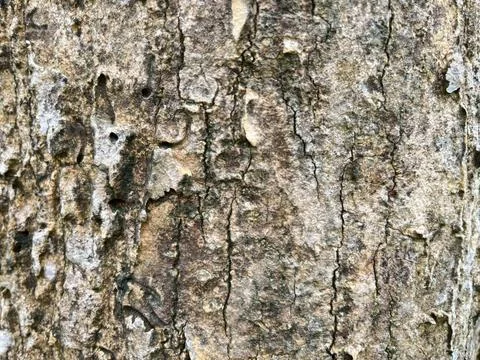 Close-up of old tree bark (1) Stock Photos