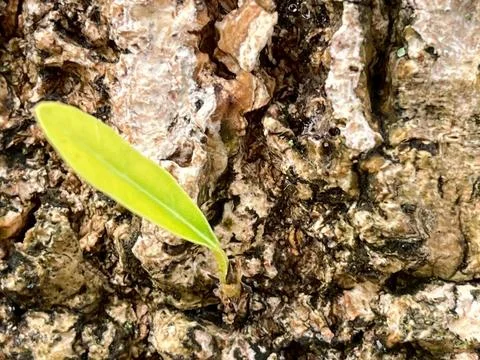 Close-up of old tree bark (10) Stock Photos