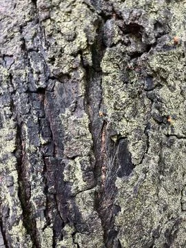 Close-up of old tree bark (4) Stock Photos