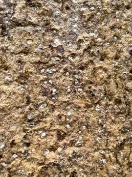Close-up of old tree bark (7) Stock Photos