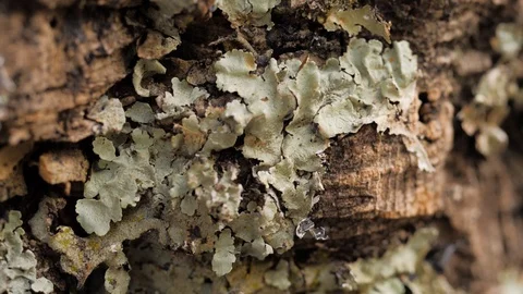 Close up an old tree bark with one yellow leaf and green moss on a background of Stock Footage 122937985