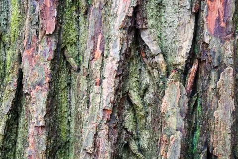 Close up of old tree bark. Foto stock