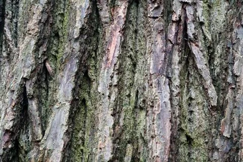 Close up of old tree bark. Stock Photos