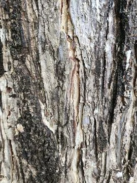 Close-up old tree bark. Stock Photos