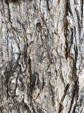 Close-up old tree bark. Stock Photos