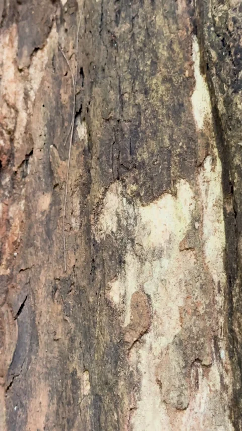 Close up of old tree bark texture with rough weathered natural patterns and.. Stock Footage 337788523