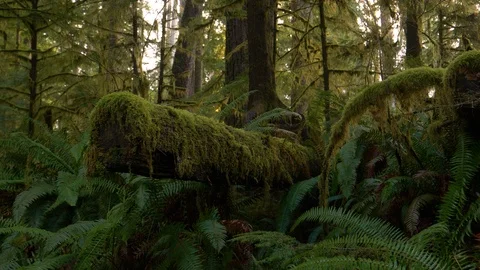 CLOSE UP: Old tree chopped down in Hoh Rainforest is covered by lush green moss. Stock Footage 118451469