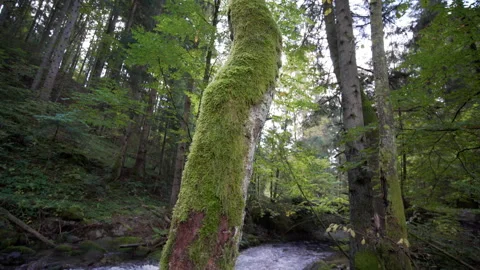 Close up of an old tree covered with moss, river in the background Stock Footage 158970829