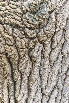 Close up from an old tree in the forest. Stock Photos