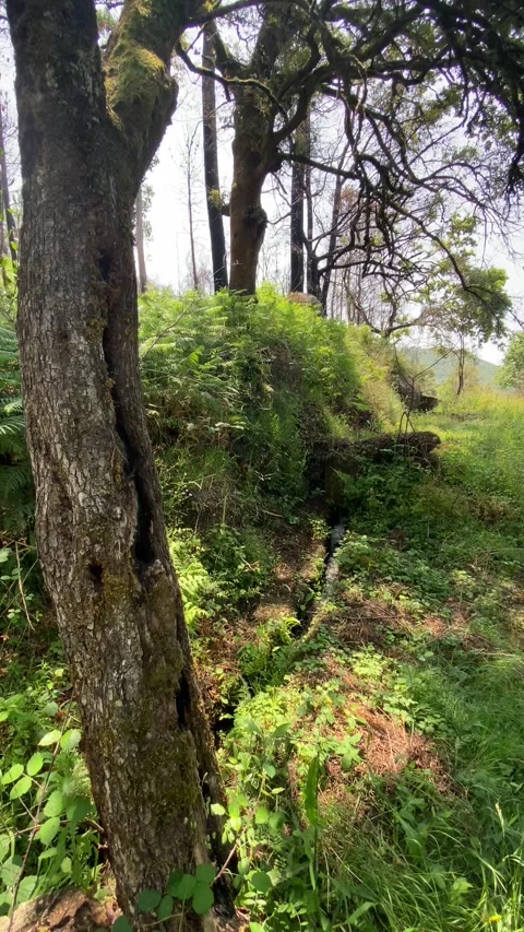 Close-up of old tree in lush forest with stream and ferns Stock Footage 310934735