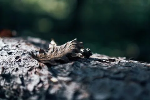 Close up an old tree with one leaf in a forest, dark Stock Photos