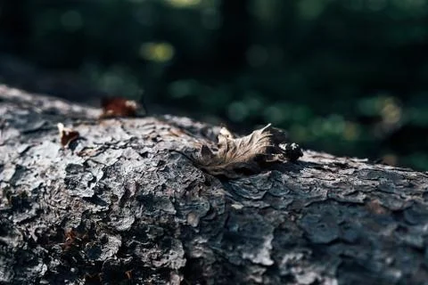 Close up an old tree with one leaf in a forest, dark Stock Photos