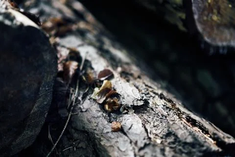 Close up an old tree with one nut leaf in a forest, dark Stock Photos