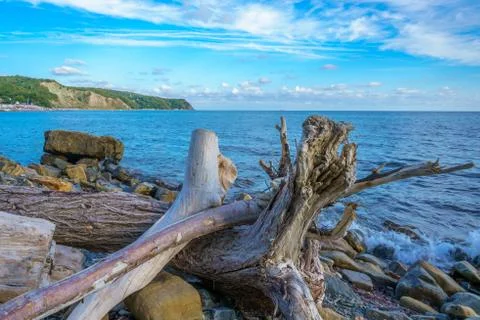 Close Up of old tree with roots at the beach against the water. Stock Photos
