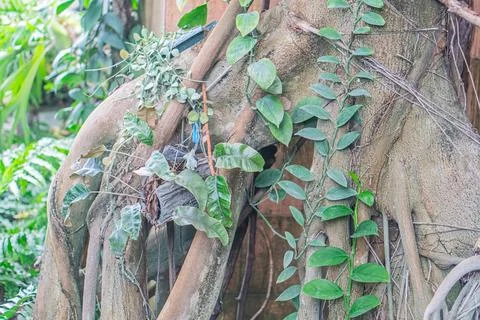 Close-up of old tree roots, intertwined and exposed, growing in poor soil o.. Stock Photos