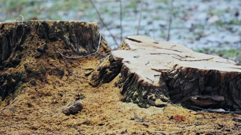 Close up of old tree stump covered with sawdust and decaying wood in a forest 스톡 동영상 331010159