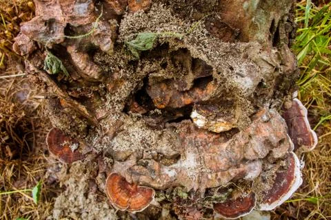 Close-Up Of Old Tree Stump Covered Moss Fungus. Stock Photos