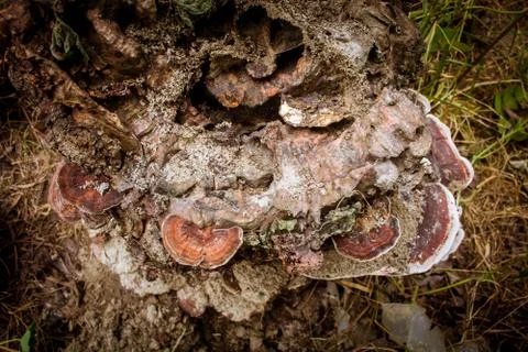 Close-Up Of Old Tree Stump Covered Moss Fungus. Stock Photos