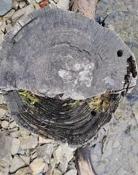 Close up of old tree stump with visible growth rings and moss. Stock Photos