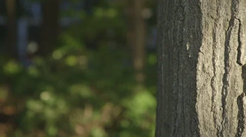 Close-up of Old Tree Trunk Stock Footage 42905786