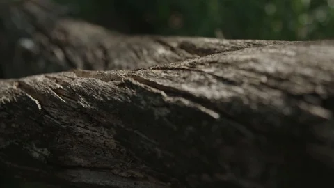 Close up of old tree trunk Vídeo Stock 90284151