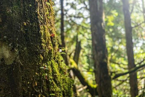 Close up an old tree trunk with green moss. Photos