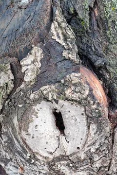 Close-up of old tree trunk with hollow knot Stock Photos