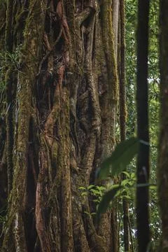 Close up of old tree trunk in the jungle of Costa Rica Stock Photos