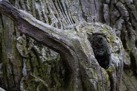 Close-up of an old tree trunk with moss and lichen Stock Photos