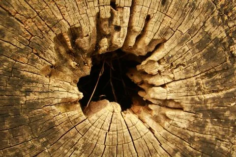 Close Up of Old Tree Trunk with Natural Hole and Cracked Wood Texture Stock-Fotos