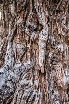 Close-up of an old tree trunk Stock Photos